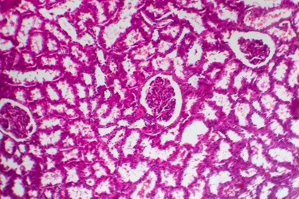 The Role of a Gastroenterologist in Preventing Serious GI Diseases