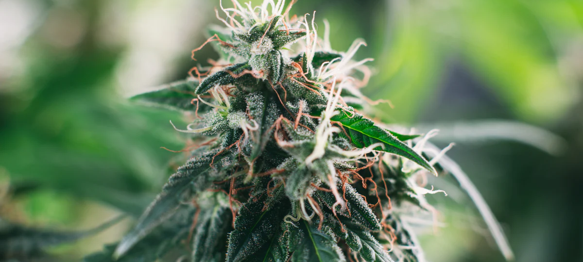 420 Magazine Review: Trends, Tips, and Lifestyle for Enthusiasts