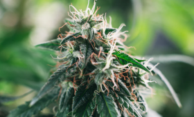 420 Magazine Review: Trends, Tips, and Lifestyle for Enthusiasts