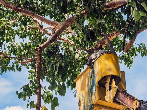 Springfield Tree Service: Protecting Your Home & Yard