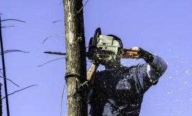 Advanced Tree Cutting Service Using Modern Equipment