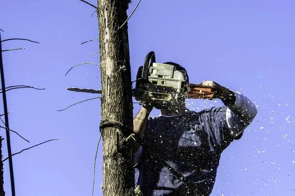 Advanced Tree Cutting Service Using Modern Equipment