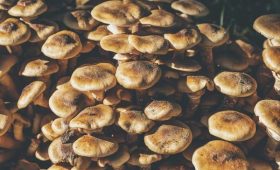 Why Quality Control Matters in CBD, THC, and Mushroom Retail