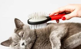 Shampoochi Day Spa Mobile Grooming for Stress-Free Mobile Pet Grooming