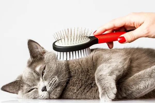 Shampoochi Day Spa Mobile Grooming for Stress-Free Mobile Pet Grooming