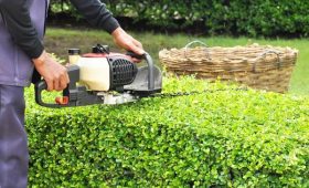 Top Tree Removal Rockford Services for Homes and Businesses