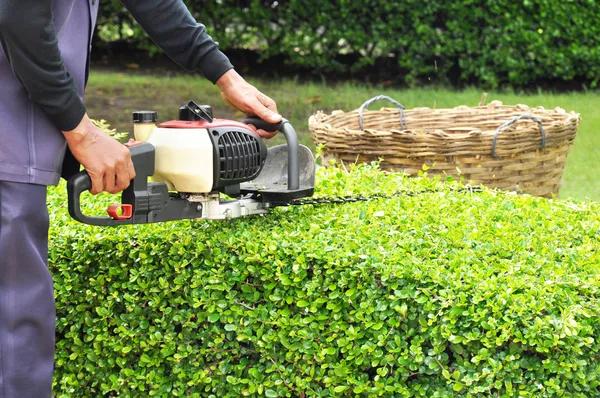 Top Tree Removal Rockford Services for Homes and Businesses