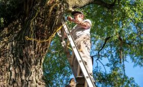 Shelton Tree Service Designed for Long Term Tree Health