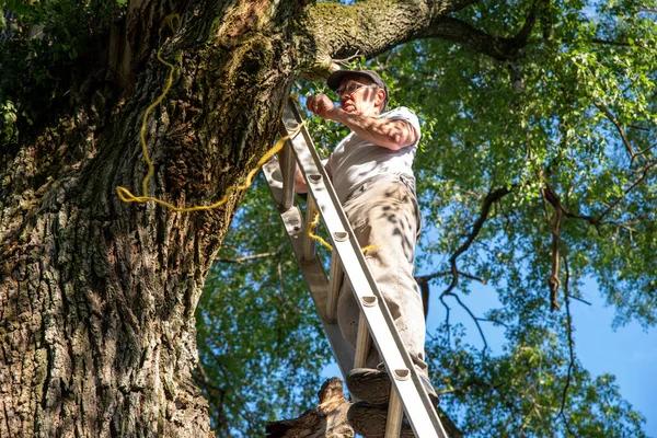 Shelton Tree Service Designed for Long Term Tree Health