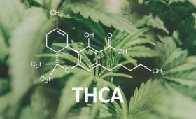 Why THCA Is Gaining Popularity in Austin