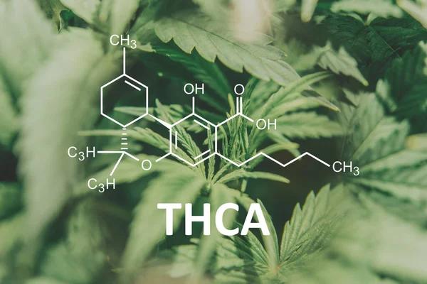 Why THCA Is Gaining Popularity in Austin