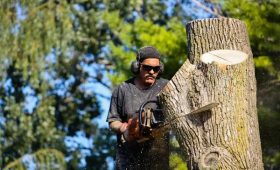 What to Look for When Choosing Tree Service Mobile Professionals