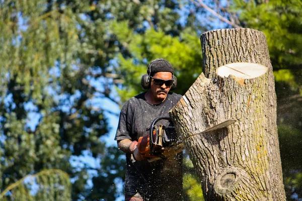 What to Look for When Choosing Tree Service Mobile Professionals
