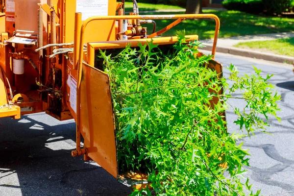 Affordable Tree Removal Service Without Compromising Safety