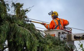 Your Local Tree Service Mobile for Complete Tree Care Solutions
