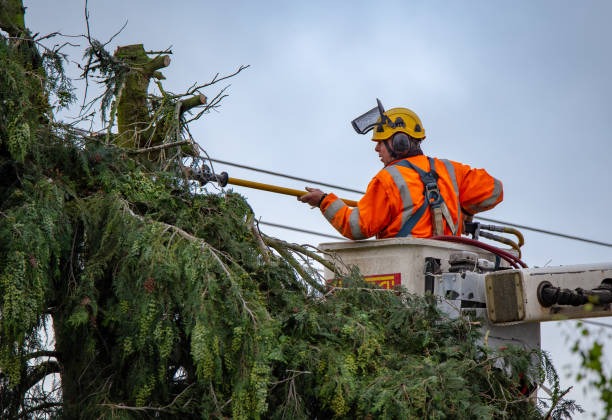 Your Local Tree Service Mobile for Complete Tree Care Solutions